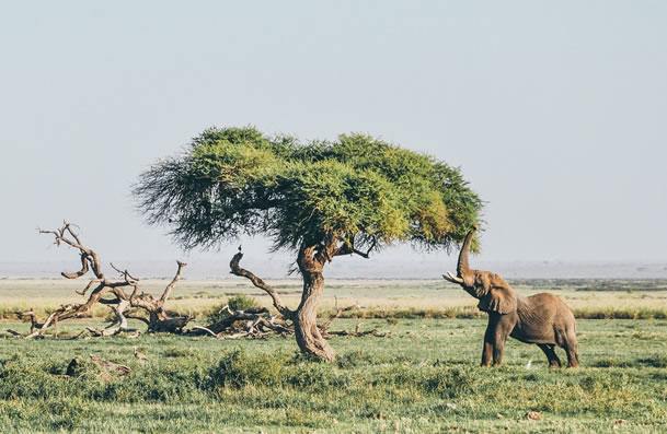 Read more about the article 3 Days Saltlick-Amboseli Safari