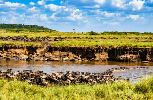 2 Days Maasai Mara national reserve