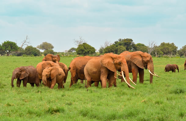 Read more about the article Kenya Safari 2 Days Tsavo east National Park